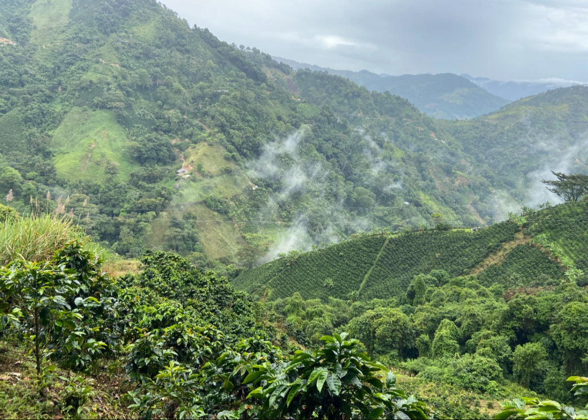Green mountain landscape with coffee plants and misty valleys