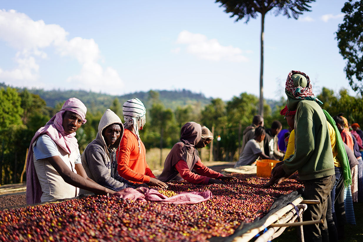 People sorting coffee beans outdoors with a scenic background
