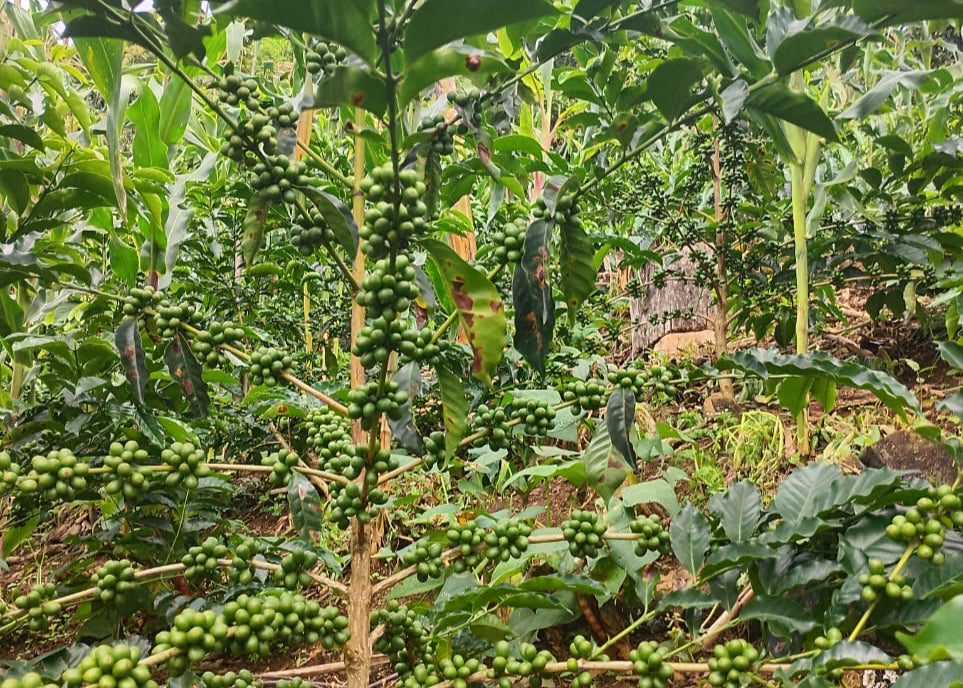 Coffee tree with green coffee beans in a plantation