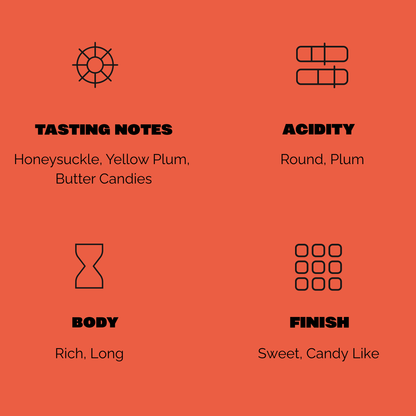 Finca Mirasol - Nicaragua