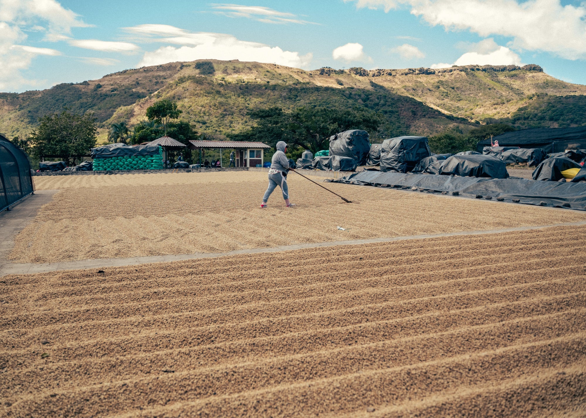 Coffee fields